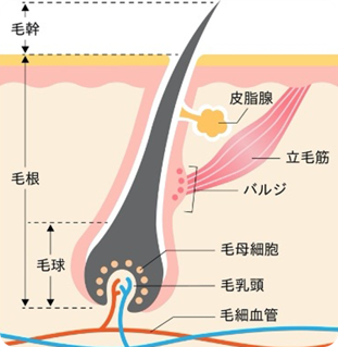 宮崎県串間市・日南市・都城市・志布志市でジェントルマックスプロの医療脱毛を提供しているはなぶさ消化器・内視鏡クリニック、医療脱毛イメージ図